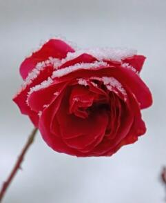 [全职高手]继灯